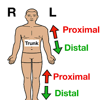 <p>Towards the origin (EX: legs and arms only)</p>