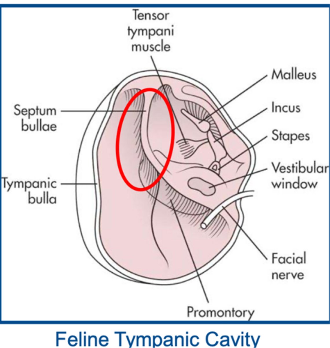 <p>significance of the feline tympanic cavity</p>