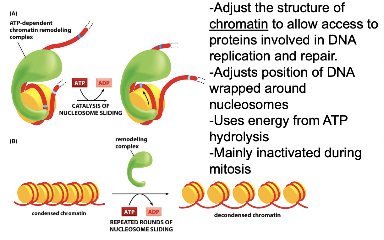 <ul><li><p>Regulates DNA condensation</p></li><li><p>Adjust the structure of chromatin to allow access to proteins involved in DNA replication and repair</p></li><li><p>Adjusts position of DNA wrapped around nucleosomes</p></li><li><p>Uses energy from ATP hydrolysis and inactivated during mitosis</p></li></ul><p></p>
