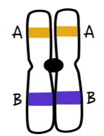 <p>sister chromatids</p>