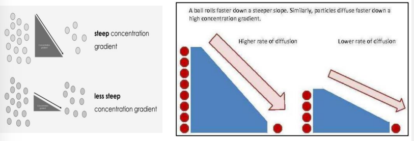 <p>→The <strong>greater </strong>the difference in concentration between both areas, the <strong>faster </strong>the rate of diffusion</p>