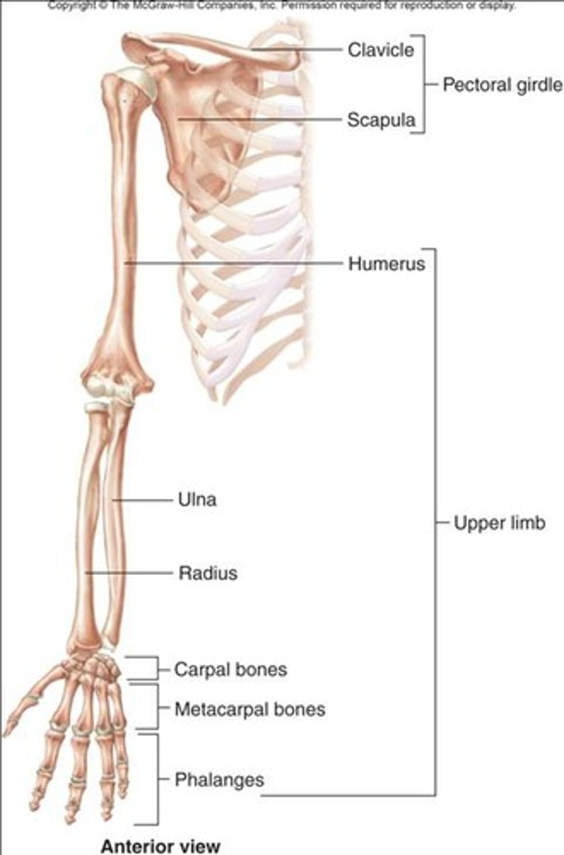 <p>pectoral girdle, humerus, radius, ulna, carpals, metacarpals, phalanges, pelvic girdle, femur, patella, tibia, fibula, tarsals, metatarsals and phalanges</p>