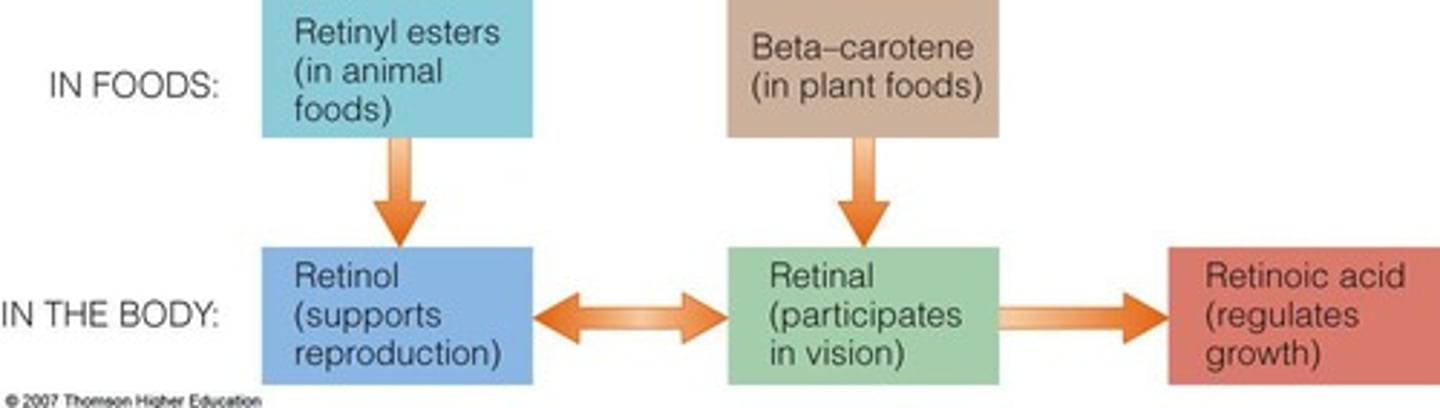 <p>Forms two molecules of vitamin A from one beta carotene.</p>