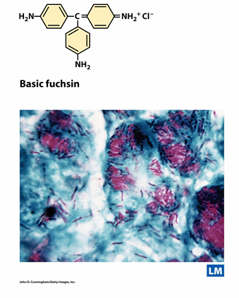 <p>Eerst kleuren met carbolfuchine</p><p>HCl (pH &lt;1) toevoegen: ontkleurt en zuurvaste bact doet niks want gaat niet door celwand</p><p>Tegenkleuren: methyleenblauw, zuurvaste blijven eerste kleur behouden</p>