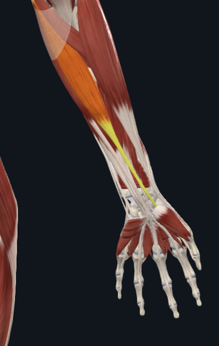 <p>facing palm of hand</p>