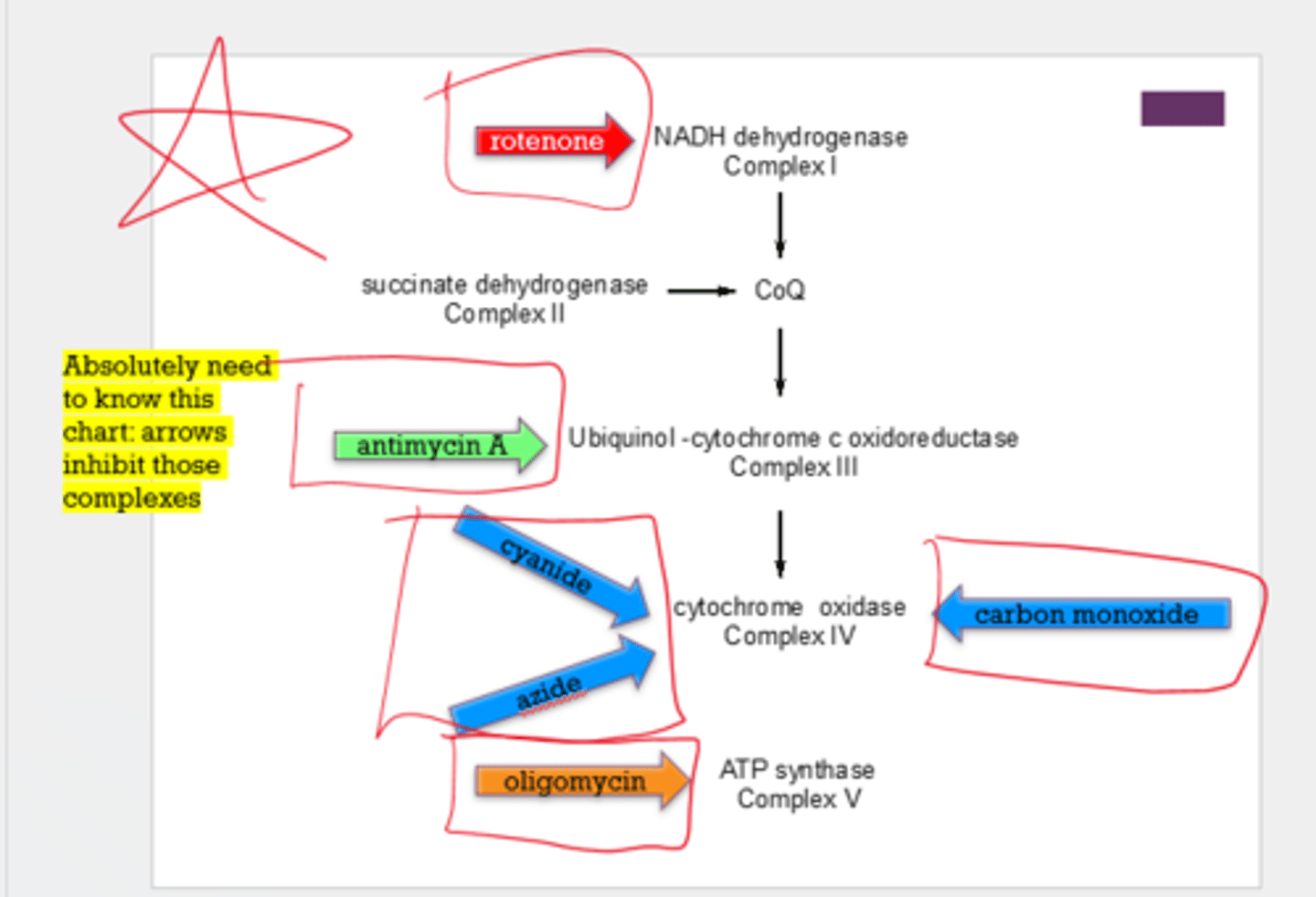 <p>1. rotenone</p><p>2. n/a</p><p>3. antimycin A</p><p>4. carbon monoxide, cyanide, azide</p><p>5. oligomycin</p><p>Note: he said to create a table to know where these are and what they inhibit. There is for sure 1 question from this chart on the test.</p>