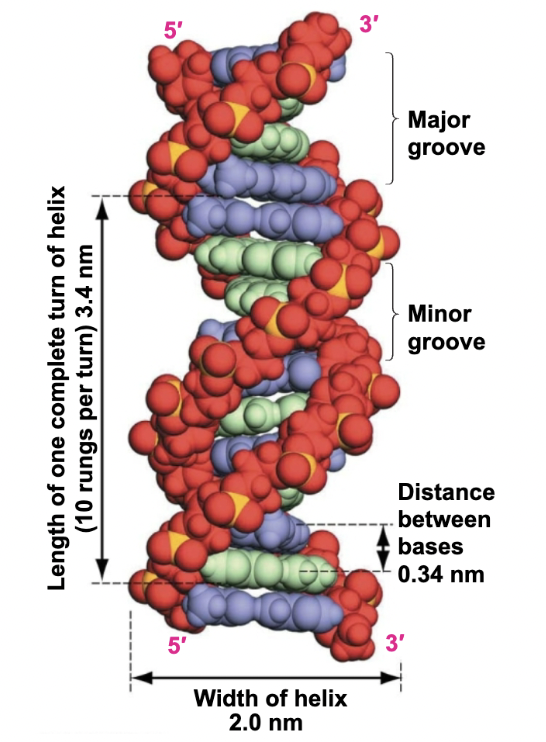 <p><span style="background-color: transparent;"><span>The final 3-dimensional shape of the nucleic acid</span></span></p>