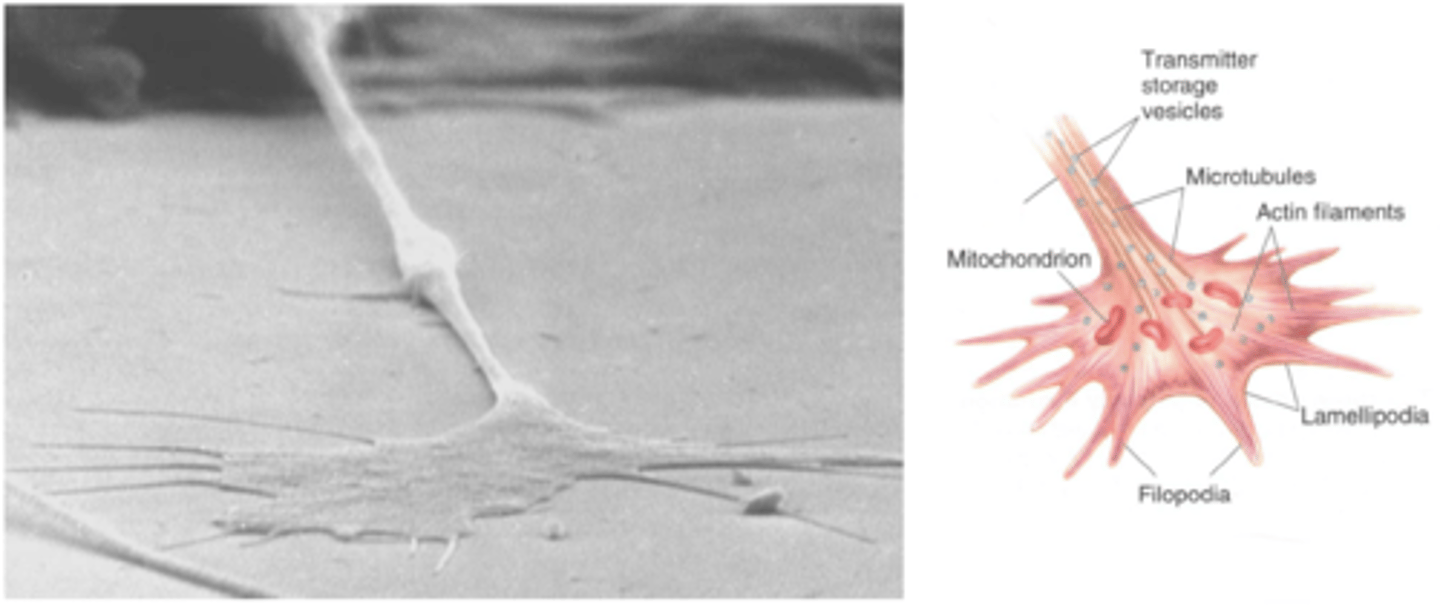 <p>- Develops at tips of developing axons and moves toward final targets using chemical/molecular signals</p>
