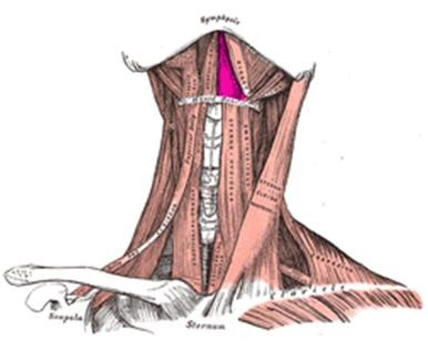 <p>-raises floor of mouth</p><p>-function: elevates the hyoid and the tongue</p>