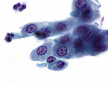 <p>describe features</p>