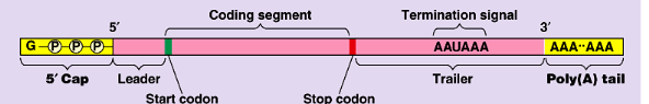 <p>adds a 5’ cap that includes a guanine triphosphate </p><p>adds a poly a tail</p><p>this is to protect the mrna as it exits the nucleus and aid its exit</p>