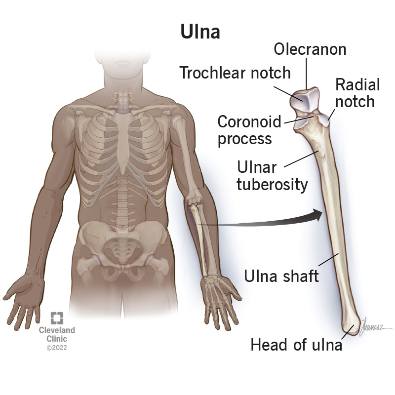 <p>Articulates with wrist bones (carpals).</p><p></p>