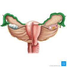 trompas uterinas