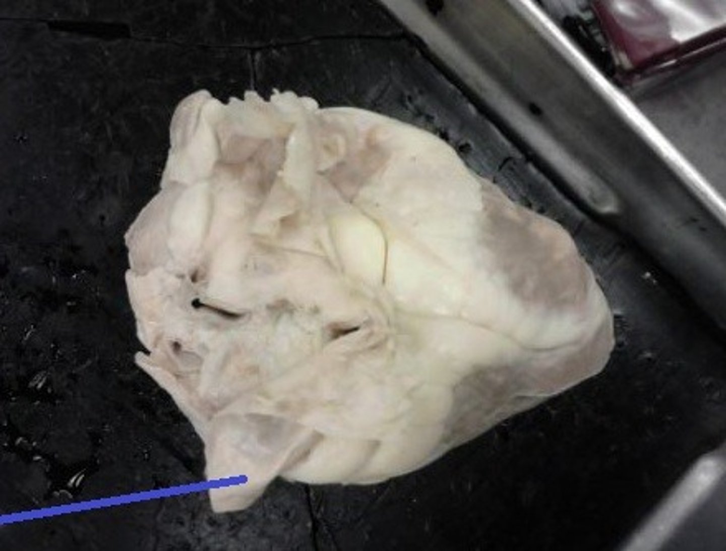 <p>Identify the blood vessel that carries blood from the lower portion of the body to the right atrium.</p>