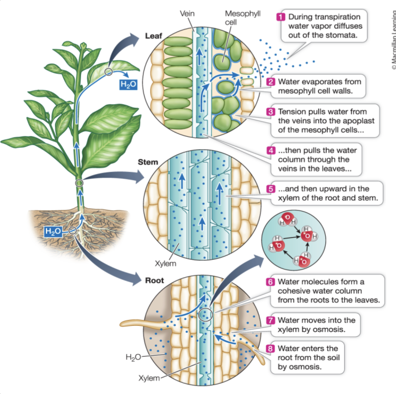 <ul><li><p><strong>Leaf blade (lamina):</strong> Broad, flat part; main site of photosynthesis</p></li><li><p><strong>Petiole:</strong> Stalk that attaches the leaf to the stem; positions leaf for light</p></li><li><p><strong>Cuticle:</strong> Waxy outer layer; reduces water loss</p></li><li><p><strong>Upper epidermis:</strong> Protective outer cell layer; lets light pass through</p></li><li><p><strong>Lower epidermis:</strong> Protective layer; usually contains most stomata</p></li><li><p><strong>Stomata:</strong> Small pores for gas exchange (CO₂ in, O₂ out)</p></li><li><p><strong>Guard cells:</strong> Control opening and closing of stomata</p></li><li><p><strong>Mesophyll:</strong> Middle tissue layer specialized for photosynthesis</p><ul><li><p><strong>Palisade mesophyll:</strong> Tightly packed cells with many chloroplasts</p></li><li><p><strong>Spongy mesophyll:</strong> Loosely packed cells with air spaces for gas exchange</p></li></ul></li><li><p><strong>Veins (vascular bundles):</strong> Transport materials</p><ul><li><p><strong>Xylem:</strong> Transports water and minerals</p></li><li><p><strong>Phloem:</strong> Transports sugars (food)</p></li></ul></li></ul><p></p>