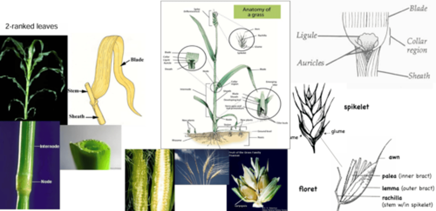 <p>What family has these characteristics? </p><p>Vegetative growth: </p><p>- Tiller (from 1 apical meristem) </p><p>Leaves: </p><p>- simple entire, linear </p><p>- alternate and/or basal </p><p>- leaf base sheathes the stem, but is not sealed shut (unlike Cyperaceae/sedges)</p><p>- 2-ranked leaves </p><p>- Round, hollow stems, with swollen nodes </p><p>- Useful ID characters at junction of blade and sheeth (Auricles, Ligule, Collar Region) </p><p>Inflorecences: </p><p>- complex arrays (“panicles”) of tiny spikelets</p><p>- each spiklet contains multiple florets and glumes </p><p>- each floret contains 1 flower and 2 bracts (palea and lemma) </p><p>Flower: </p><p>- Superior </p><p>- (0, 0, 3, 2) </p><p>- Stamens have long filaments </p><p>- Stigmas often feathery</p><p>- 0 petals or 3 modified into scale-like lodicules at base of ovary</p><p>Fruit: </p><p>- Caryopsis (grain) </p><p>- similar to an achene or nutlet but ovary wall is fused to seed</p><p>Life History: </p><p>- 10,000 species</p><p>- Dominant in grassland ecosystems (regions of low total rainfall and high seasonal water stress) </p>