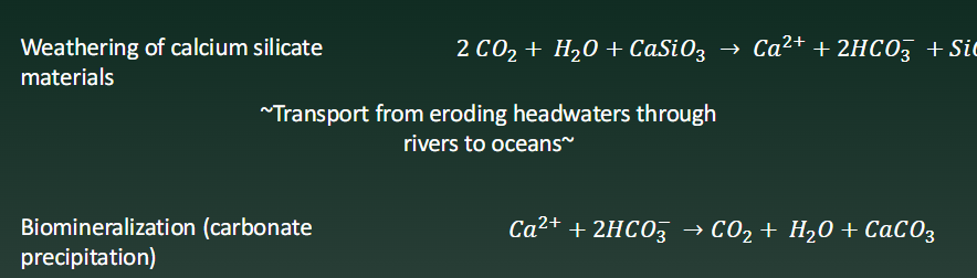 <p>CO2, Water, and Calcium Silicate turned to bicarbonate, calcium ions, and silica</p><p>The bicarbonate and calcium is then turned into calcium carbonate <strong>in the shells of animals, which is then STORED AS A SINK</strong></p><p></p><p>SILICATE WEATHERING IS A CARBON SINK</p>
