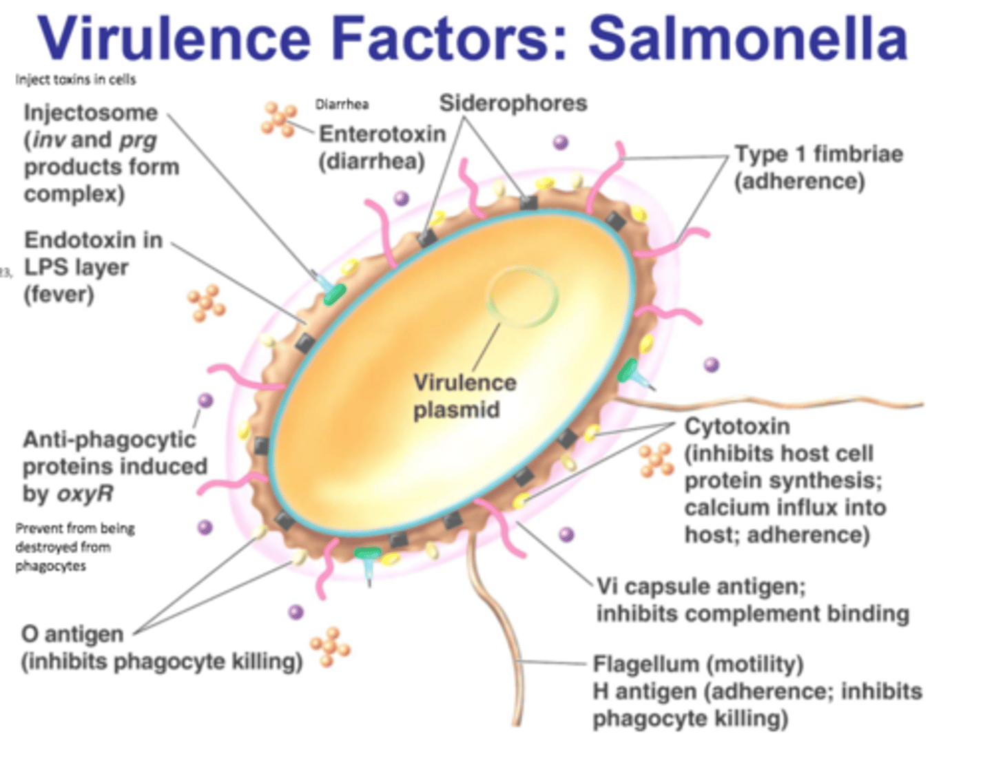 <p>The ability of a microbe to produce disease</p>