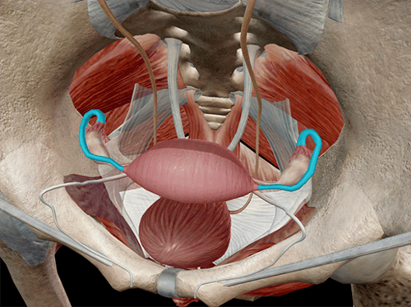 <p>fallopian tube</p>