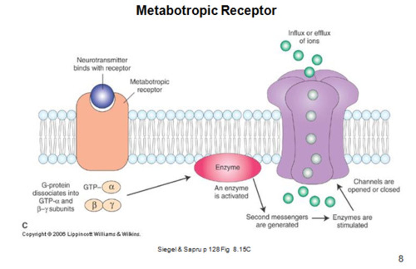 <p>Receptors activate intracellular signaling.</p><p>G-protein activates secondary messengers to open ion channels, enter nucleus for gene activation, etc.</p><p>Slower opening but longer duration.</p>
