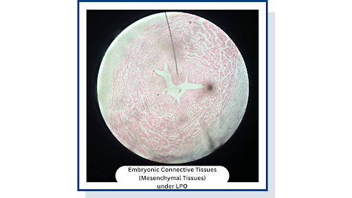 <p>Embryonic connective tissues (Mesenchymal tissues) Found in Mammal umbilical cord</p>