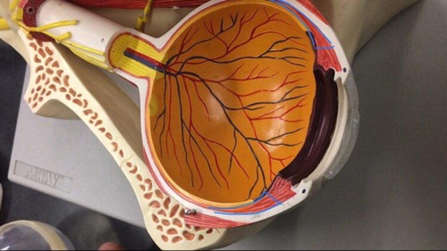 <p>the rest of the vascular tunic; the pigmented vascular layer of the eyeball between the retina and the sclera. Behind the ciliary body.</p>