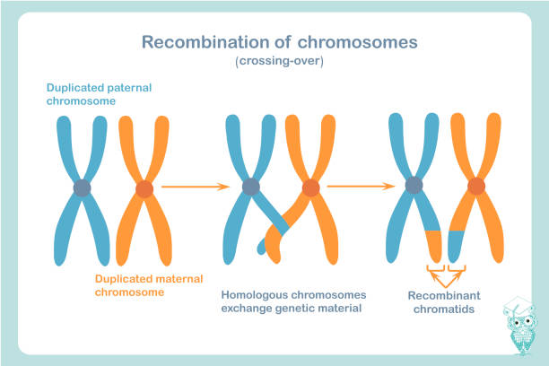 <ul><li><p>occurs during Meiosis</p></li><li><p>when sister chromatids within the homologous chromosome pair cross over at chiasmata (point where chromosomes touch)</p></li><li><p>chromosome of mom as a bit of dad, chromosome of dad has a bit of mom</p></li><li><p>tends to INCREASE diversity </p></li></ul><p></p>