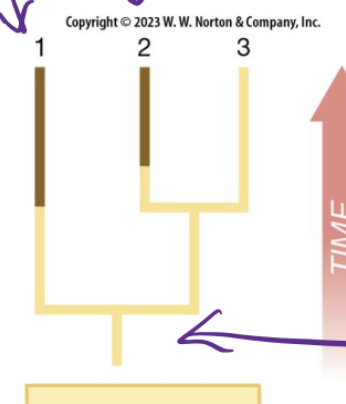 <p>similar trait in species but independent origin</p>