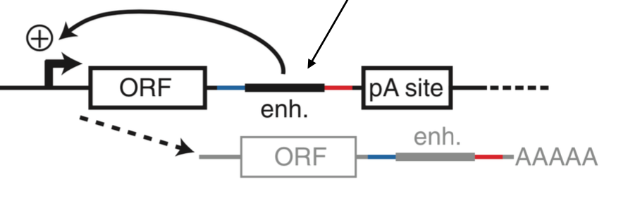 <p>sheared genomic dna creates genomic fragments that can be cloned downstream of reporter gene, it itself acts as an enhancer &amp; barcode</p>