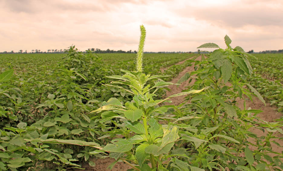 <ul><li><p>Pollinators and predators may be damaged by the toxins from the Bt protein</p></li><li><p>Insects might become resistant to the toxic Bt protein</p></li><li><p>Genes might spread to wild populations, creating "superweeds"</p></li><li><p>Reduces biodiversity</p></li></ul><p></p>