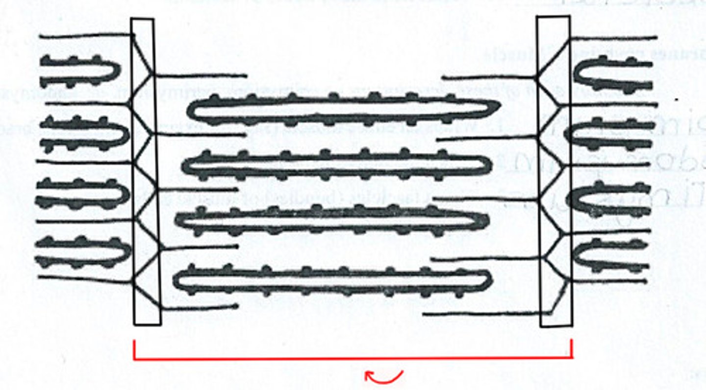 <p>Basic contracting unit of muscle cell consists of actin and myosin filaments between z-lines in a muscle cell</p>