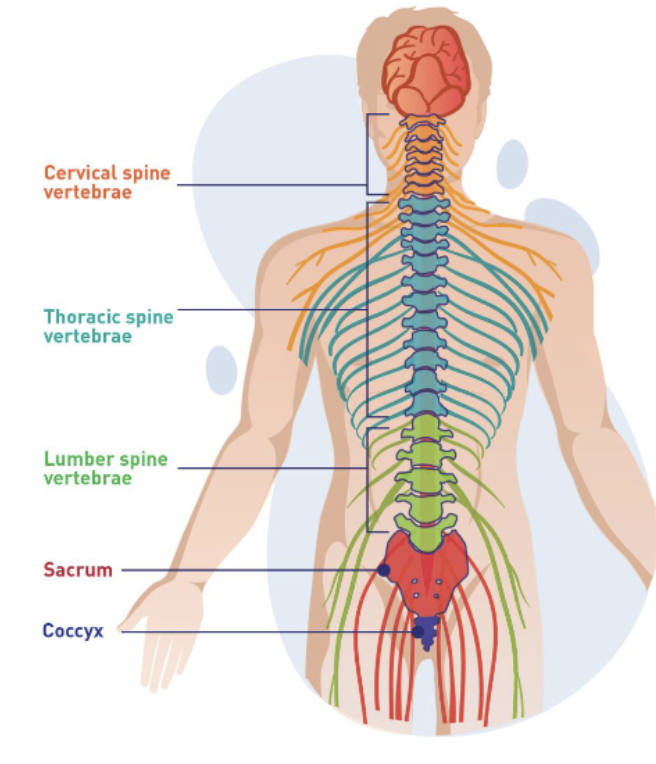 <p><span><span>Spinal cord is enclosed by the bony vertebral column.</span></span></p><p><span><span>Vertebral column is divided into </span><em><span>cervical</span></em><span>, </span><em><span>thoracic</span></em><span>, </span><em><span>lumber</span></em><span>, </span><em><span>sacral</span></em><span> and </span><em><span>coccygeal</span></em><span> regions.</span></span></p>
