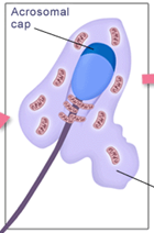 <p>What stage of spermiogenesis is shown in this image?</p>