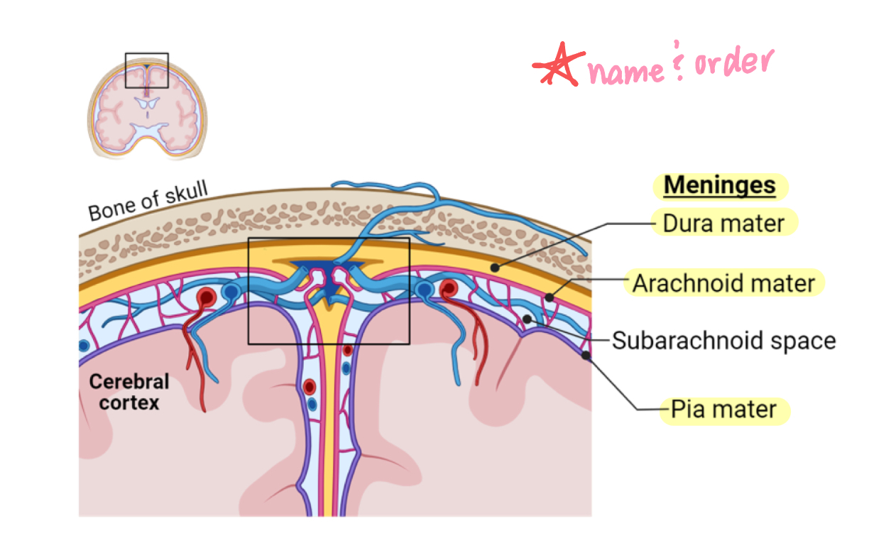 <p>membranes that envelope the CNS</p><ul><li><p>dura mater</p></li><li><p>arachnoid membrane</p></li><li><p>pia mater</p></li></ul><p></p>