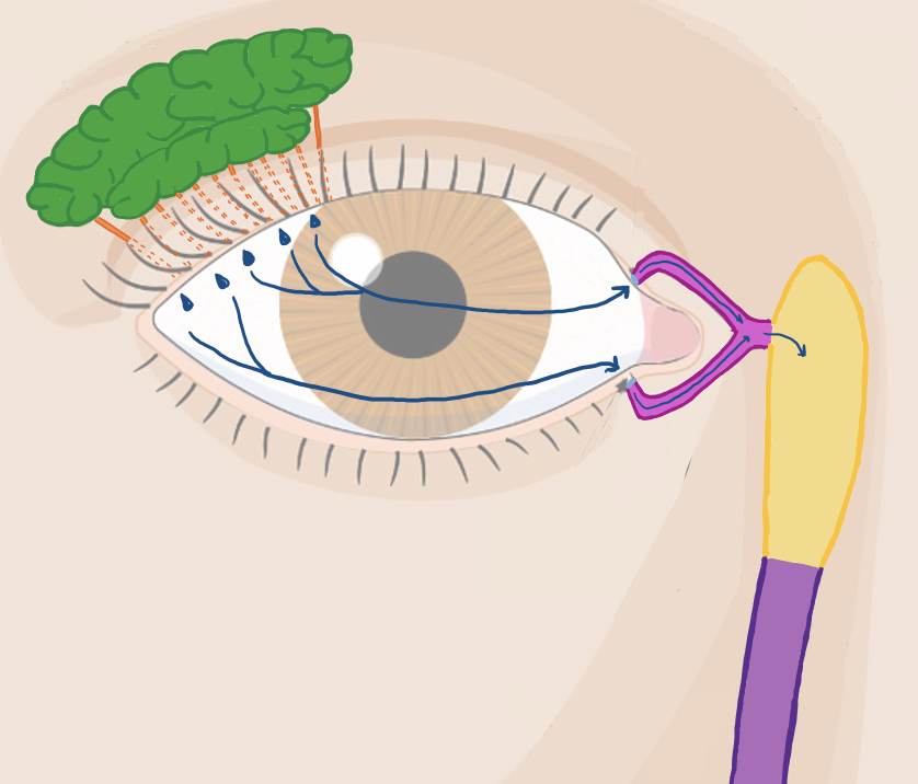 <p><span>Where is the lacrimal gland located? What muscle divides it into two parts?</span></p>