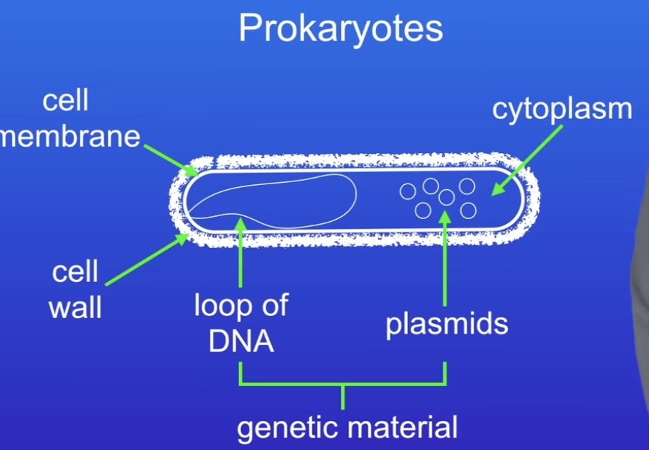 <p><strong>Don’t contain genetic material enclosed in a nucleus</strong></p><p><strong>Much smaller than eukaryotes</strong></p><p>Bacterial cell wall</p><p><strong>Have a single loop of DNA</strong></p>