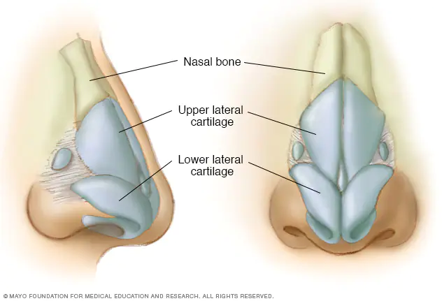 <p>Form bridge of the nose</p>