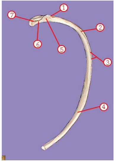 <p><span>Name structure 4</span></p>
