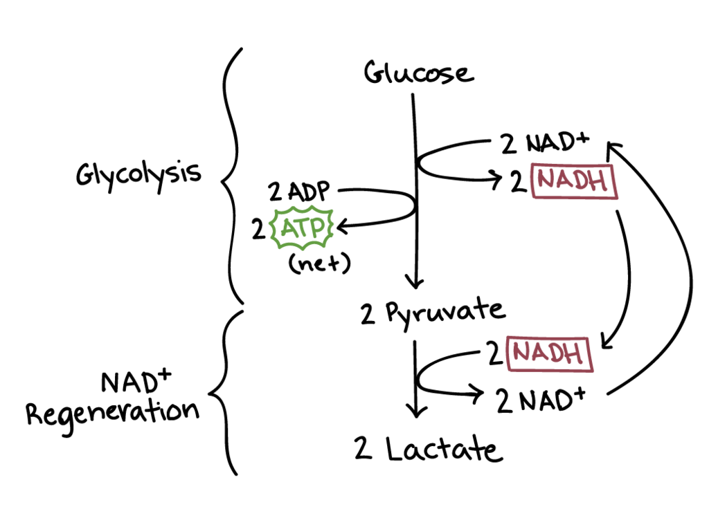 <p><span style="background-color: transparent;"><span>-</span><strong><span>oxidation </span></strong><span>=NADH is oxidised into NAD releasing hydrogen&nbsp;</span></span></p><p><span style="background-color: transparent;"><span>-</span><strong><span>reduction </span></strong><span>=pyruvate is reduced because it accepts the hydrogen forming lactate, this reaction is catalysed by lactate dehydrogenase&nbsp;</span></span></p><p><span style="background-color: transparent;"><span>-</span><strong><span>regeneration </span></strong><span>= as NAD is regenerated so it can be reused in glycolysis so glycolysis can continue&nbsp;</span></span></p><p></p>