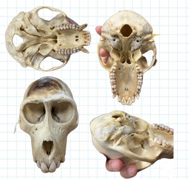 <p>order?</p>