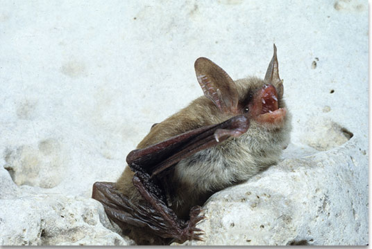 <p>Northern long-eared Myotis</p>