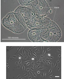 <p>nuclei, neurons membranes, cell division, tissue engineering applications</p>