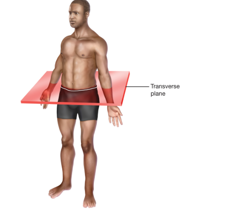 <p><span>is a horizontal plane that divides the body into upper (</span>superior<span>) and lower (</span>inferior<span>) sections</span></p>