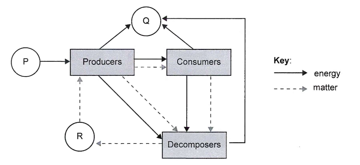 <ol start="15"><li><p>What do teh letters P, Q and R represent in an ecosystem?</p></li></ol><p></p>