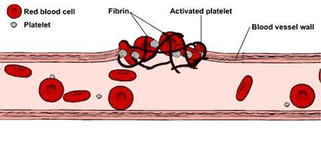 <p>They are small colourless cell fragments in our blood that form clots that stop or prevent bleeding. They fill in the gaps between the red blood cells. This stops blood from getting out and stops pathogens from getting in.</p>