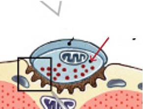 <p>What part of the skeletal muscle innervation is:</p><ul><li><p>Releases neurotransmitter (acetylcholine or ACh)</p></li><li><p>Into the synaptic cleft (gap between synaptic terminal and motor end plate)</p></li><li><p>Branch ends of the axon at neuromuscular junction</p></li></ul><p></p>