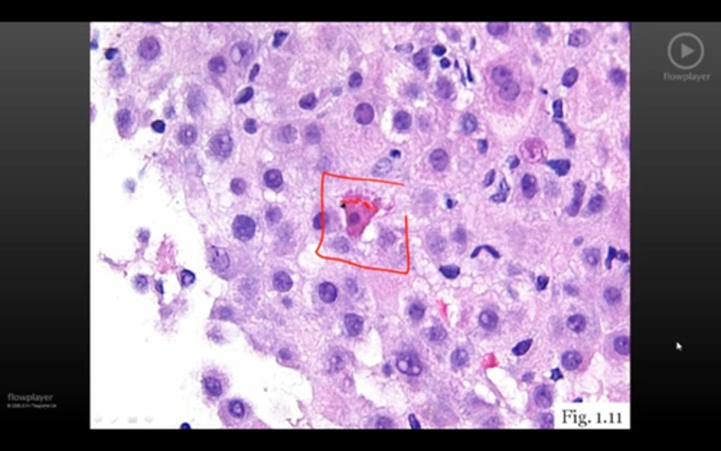 <p>what's the cell</p>