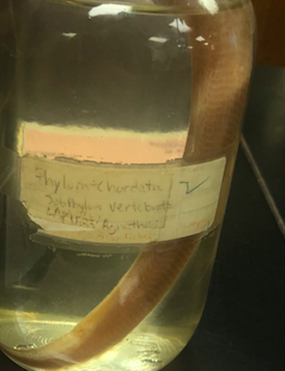 <p>lamprey</p>