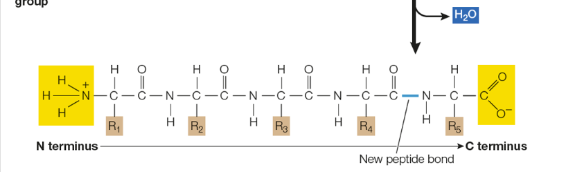 <p>read from N terminus to C terminus —> forms water —> condensation rxn</p>
