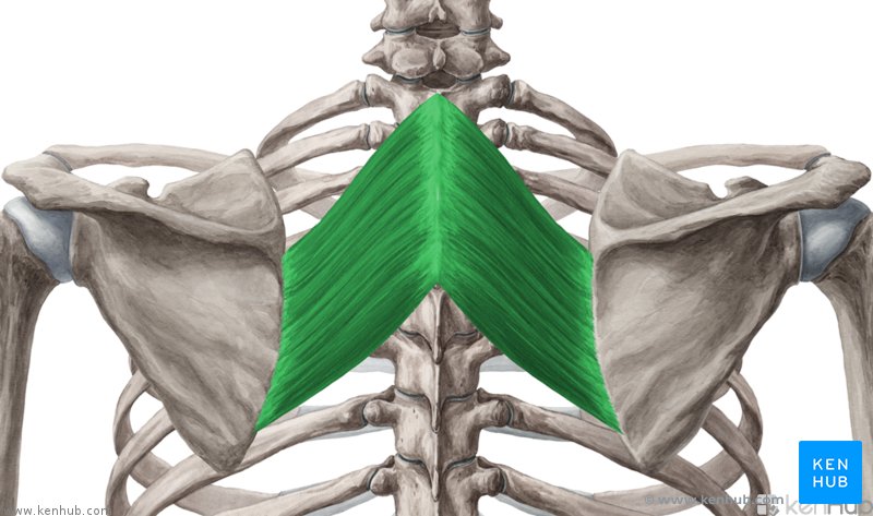 <p>Located between the spine and scapula; retracts and elevates the scapula.</p>
